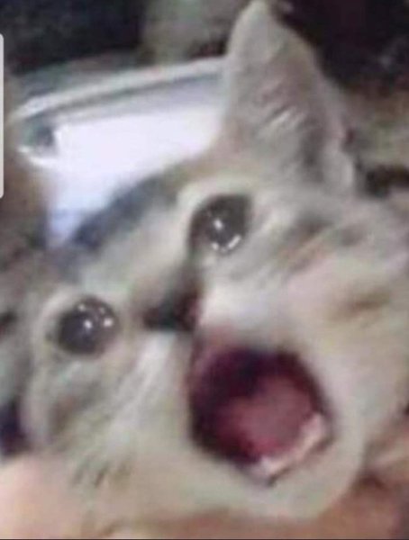 Кот плачет Мем