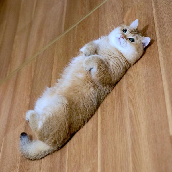 Котенок лежит на спине