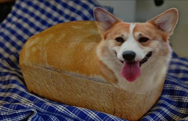 Корги Буханка