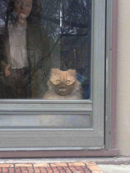 Кот выглядывает из окна