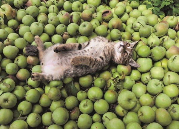 Фруктовый кот