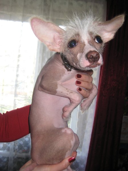 Ксолоитцкуинтли и китайская хохлатая