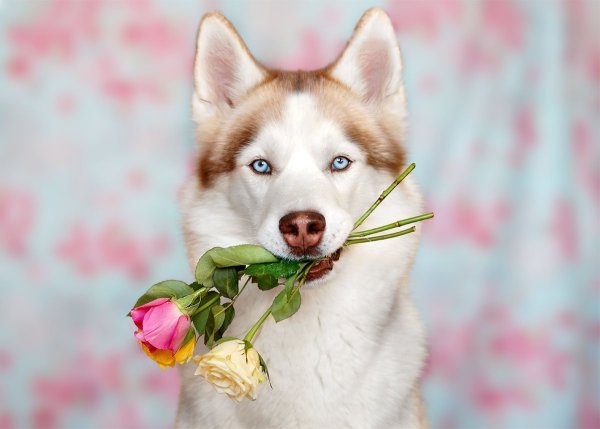 Собака с цветами в зубах
