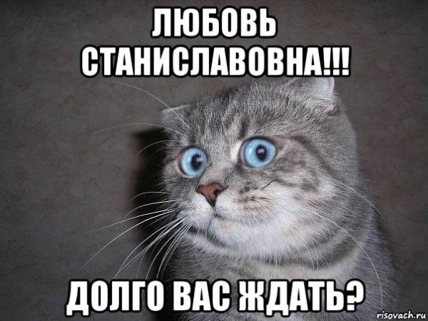 Жду и жду Мем кот