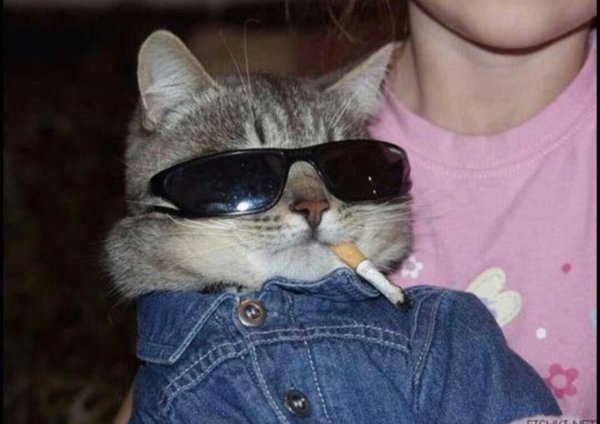 Кот с сигаретой