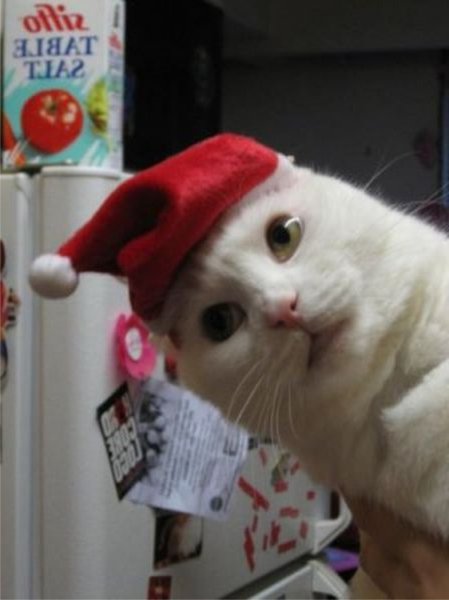 Смешной кот в новогодней шапке