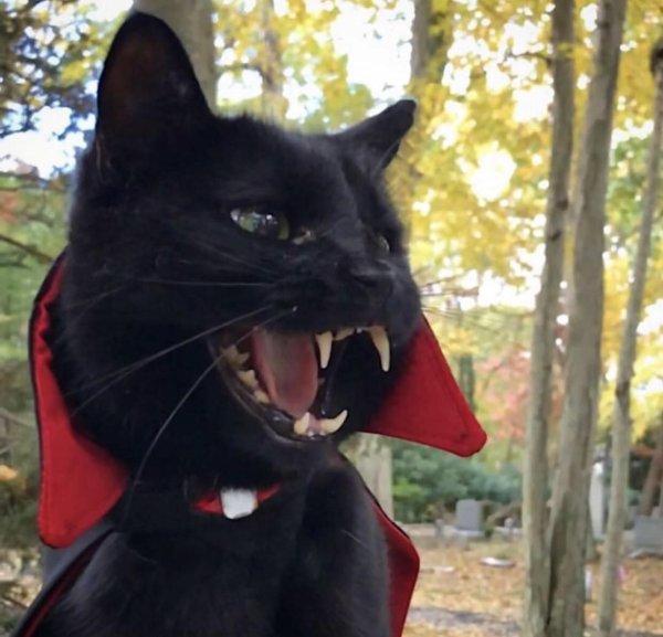 Кот Дракула