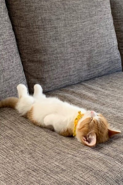 Кот на диване