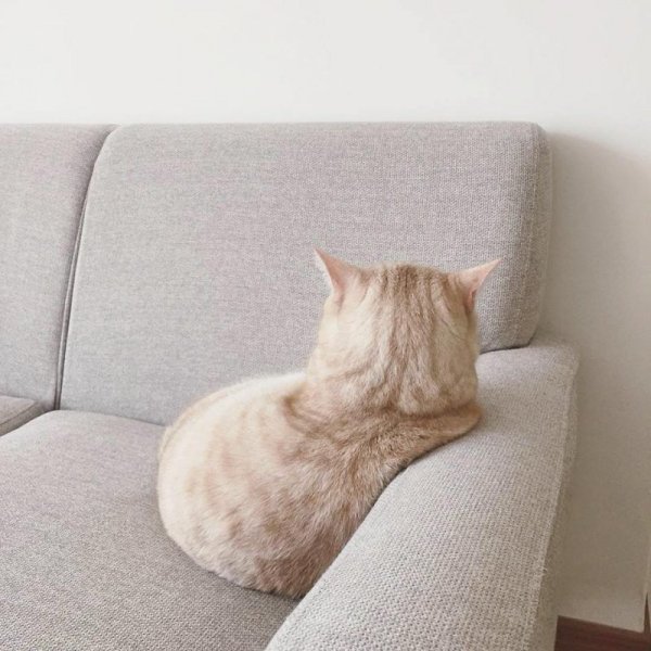 Кот отвернулся