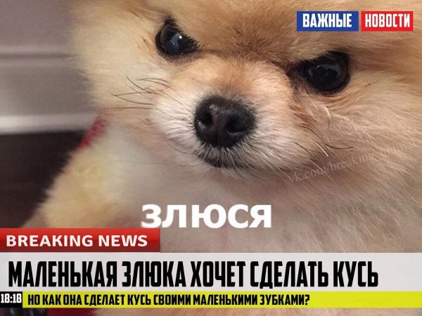 Злюся собака