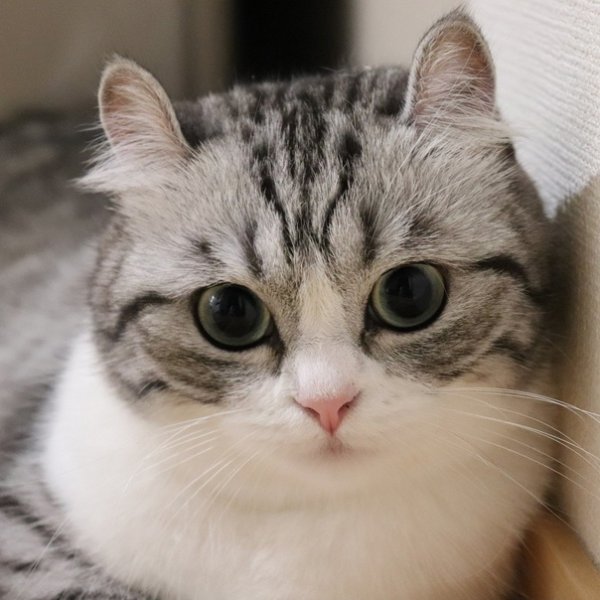 Комару порода кошек