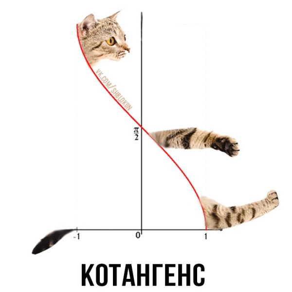 Котангенс угла фото с котом