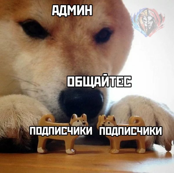 Дружите Мем с собакой