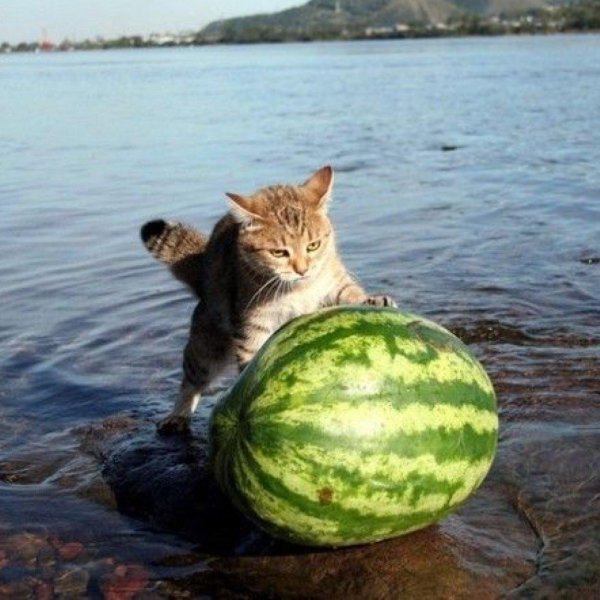 Кот на арбузе