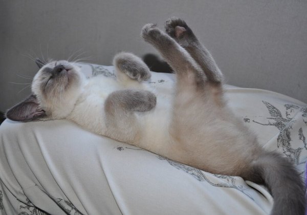 Лежачие коты