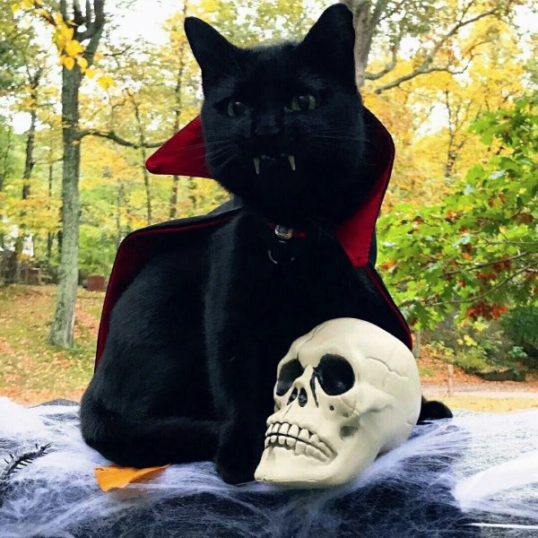 Граф Дракула кот