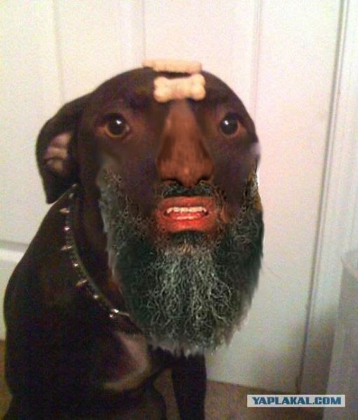 Псина с бородой