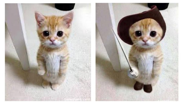 Кот в сапогах в реальной жизни Мем