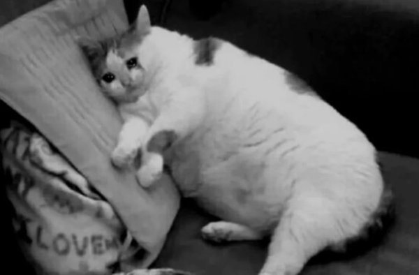 Толстый Плачущий кот