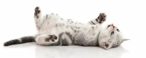 Кошка лежит на спине