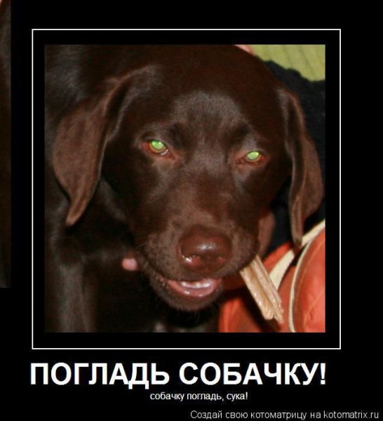 Гладит собаку Мем