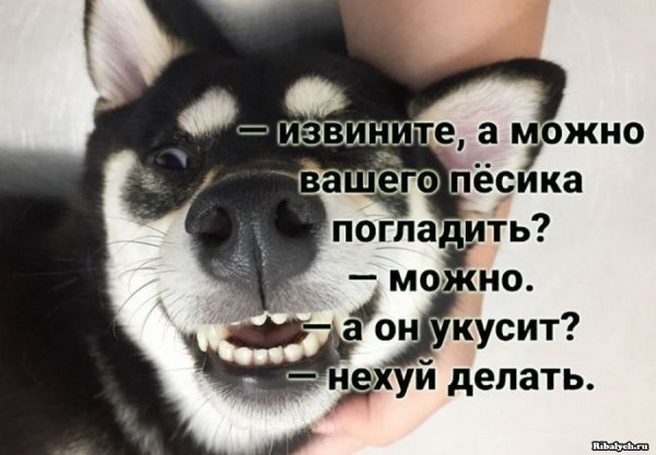 Погладить собаку картинки