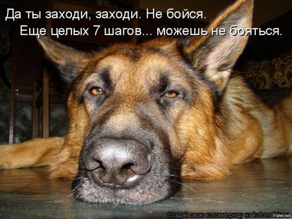 Приколы с собаками