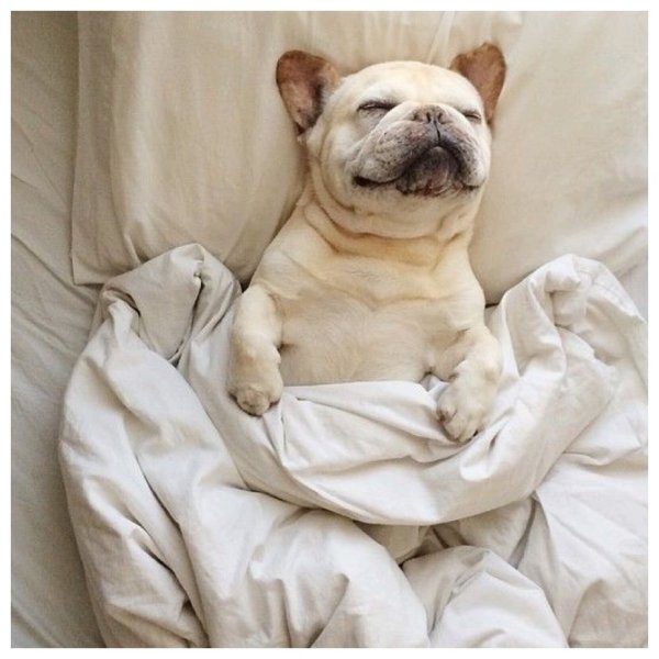 Сонная собака