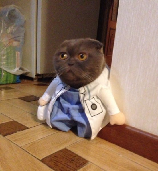 Кот в костюме медика