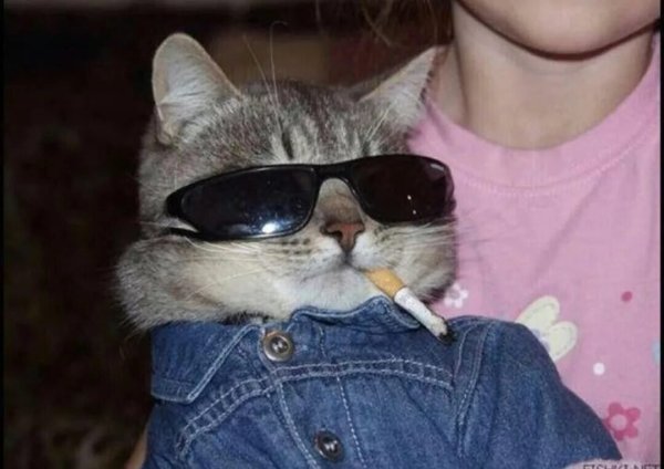 Кот с сигаретой