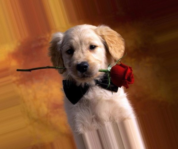 Цветы собачки