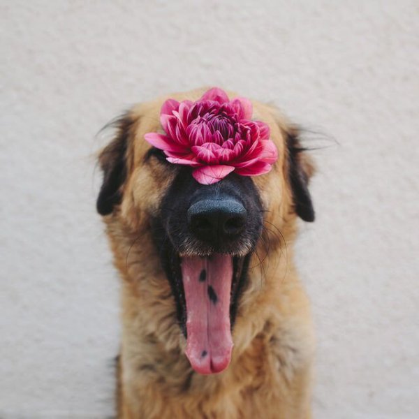 Собака с цветами
