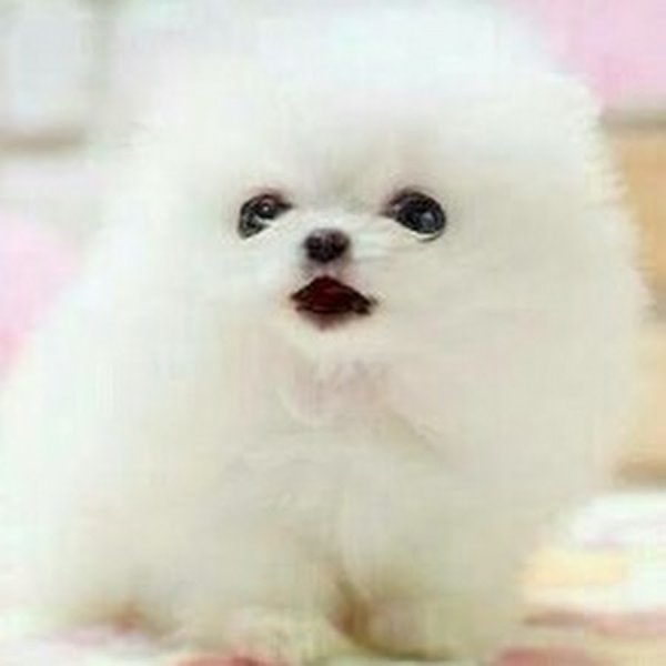 Карликовый шпиц флаффи