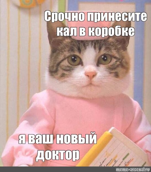 Коты доктора мемы