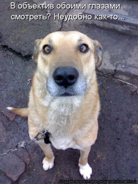 Смешные собачки с надписями