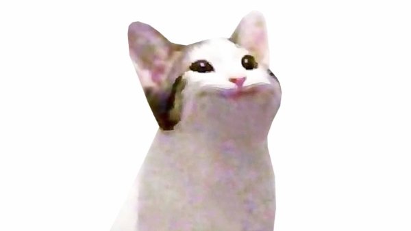 Поп кот Мем