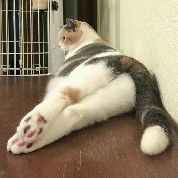 Лежачая кошка