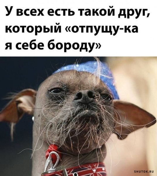 Собака с бородой
