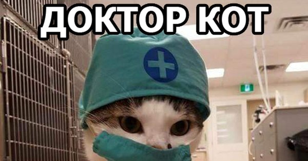 Кот в костюме врача