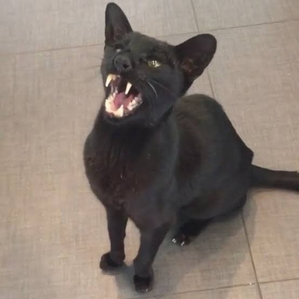 Кот графа Дракулы