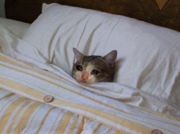 Смешные котики под одеялом