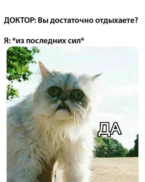Кот не выспался