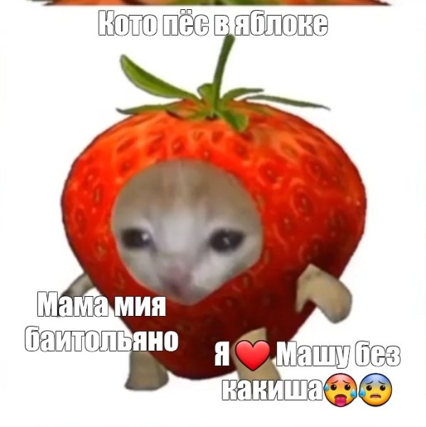 Кот яблоко Мем