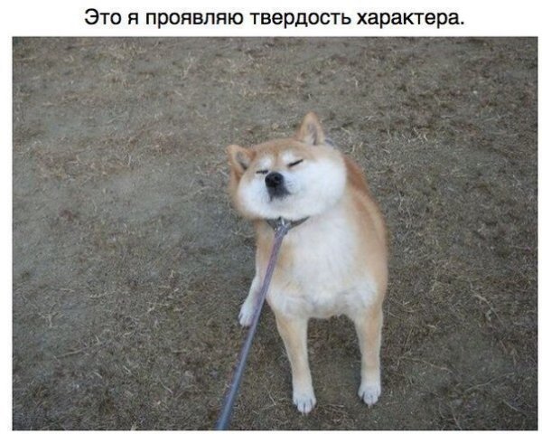 Акита ину злая убийца