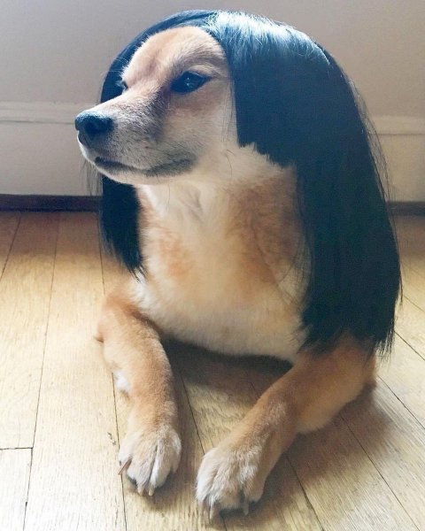 Собака с париком