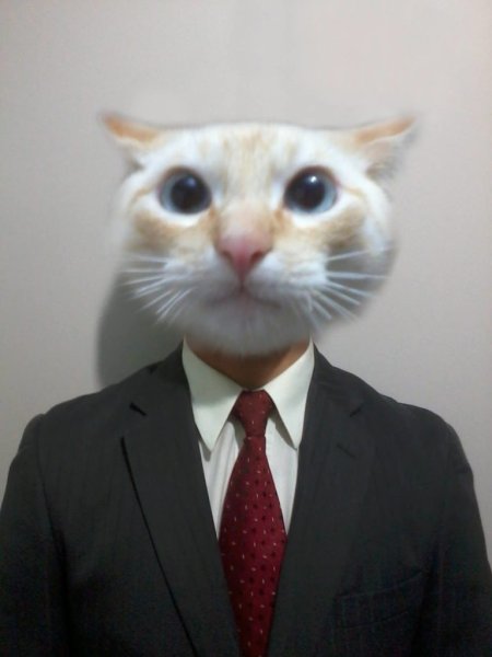 Коты в деловых костюмах