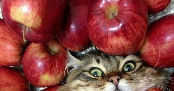 Котик яблоко