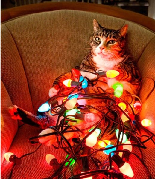 Новогодний котик