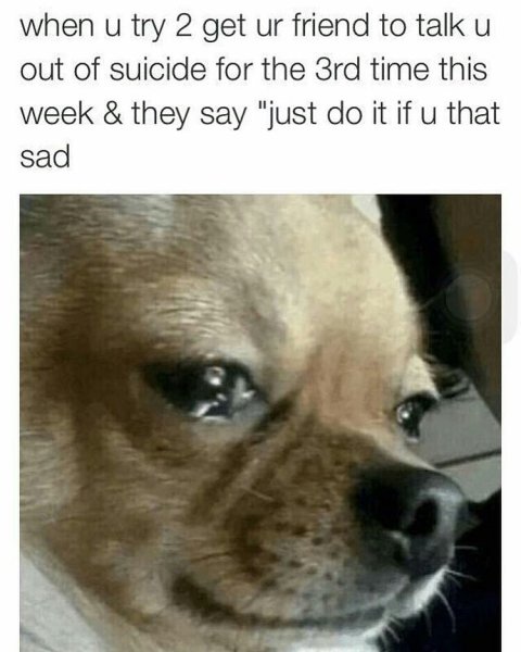 Ты хочешь меня довести Мем с собакой