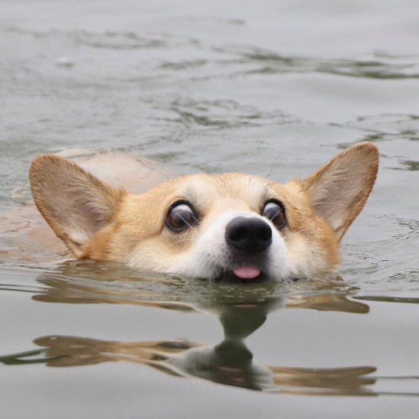 Собака вельш корги пемброк щенки